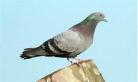 pigeonblood汉化